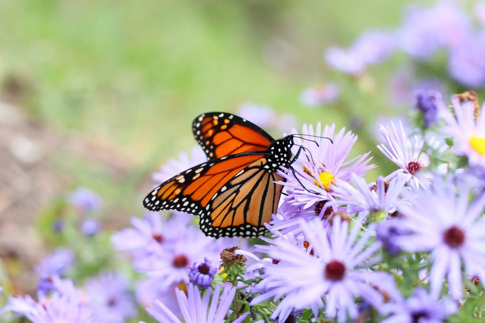 orange butterfly