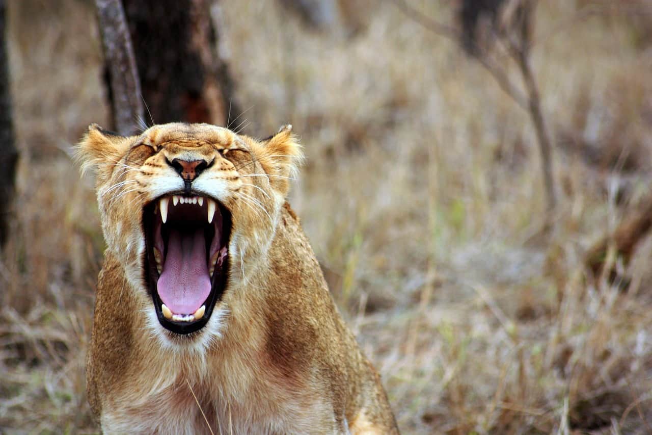 angry lion